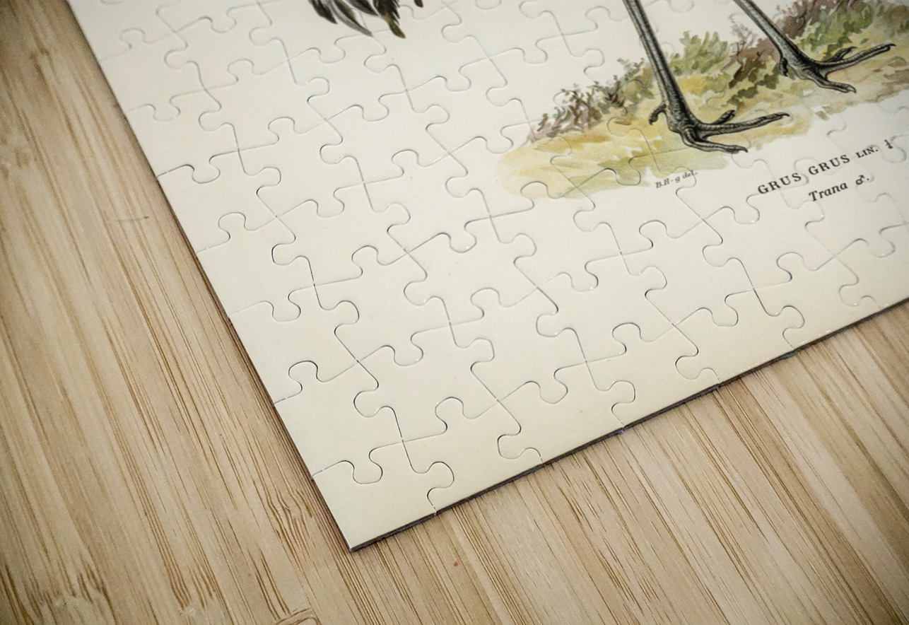 Common Crane Grus Grus IStockHistory com Puzzle