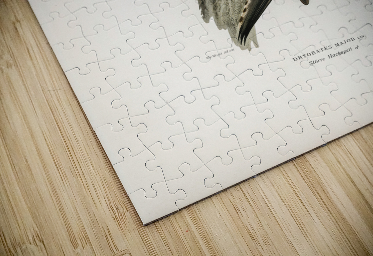 Great spotted woodpecker-male Dryobates major IStockHistory com Puzzle