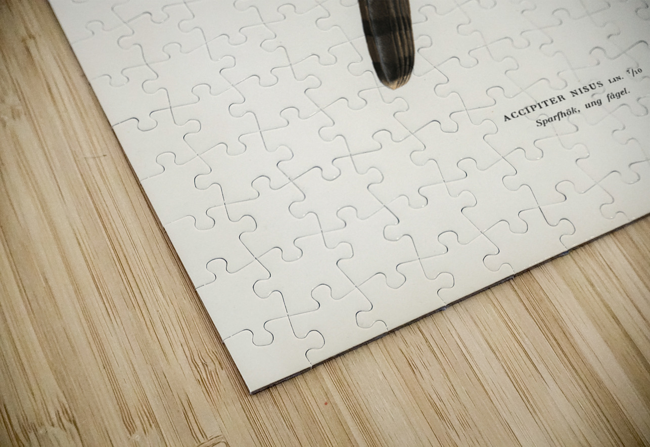 Eurasian Sparrowhawk Accipiter nisus IStockHistory com Puzzle