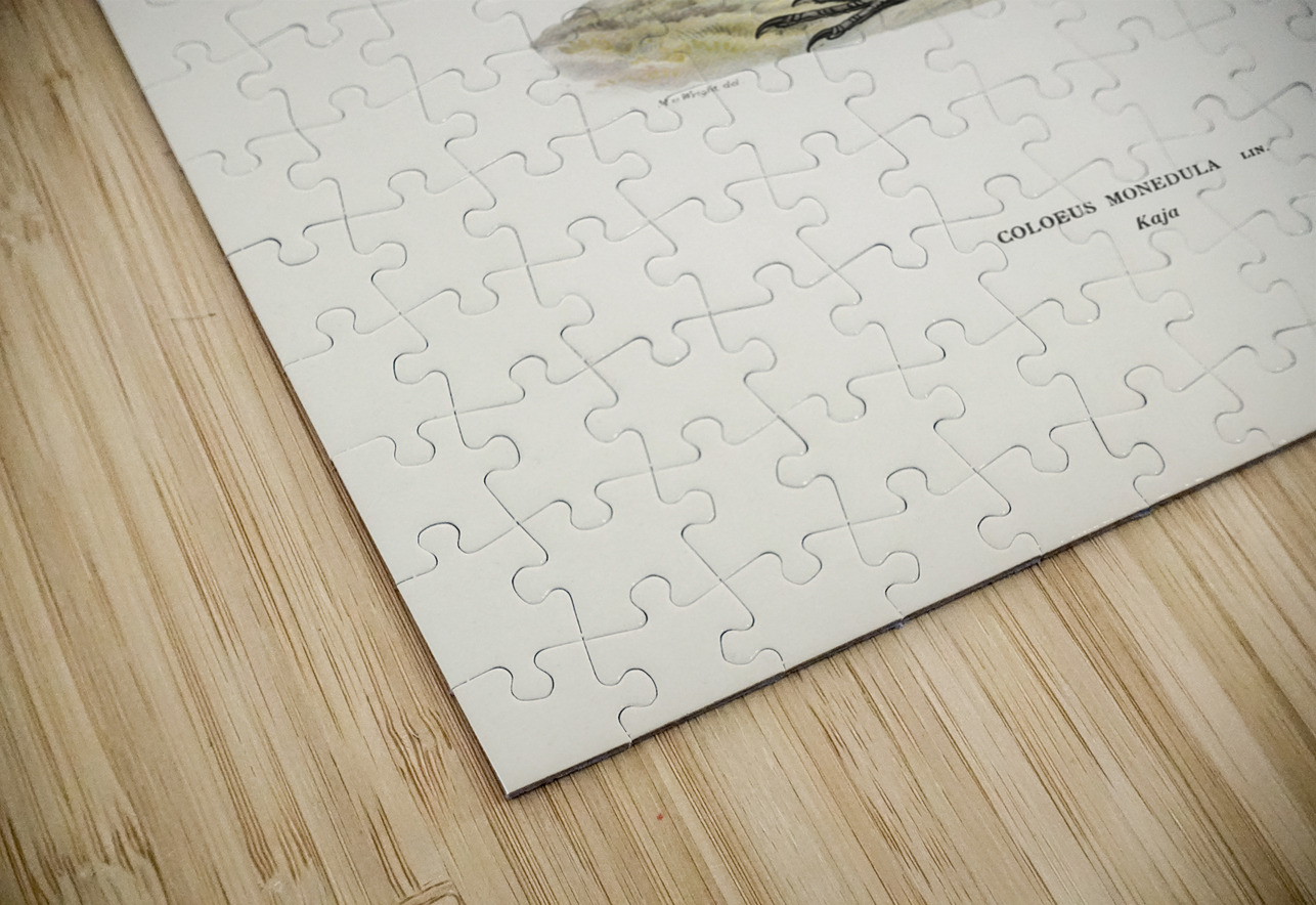 Western jackdaw Coloeus monedula IStockHistory com Puzzle