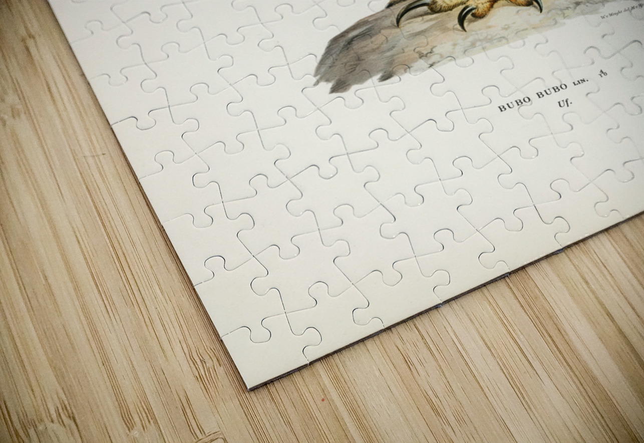 Eurasian eagle-owl BUBO BUBO IStockHistory com Puzzle