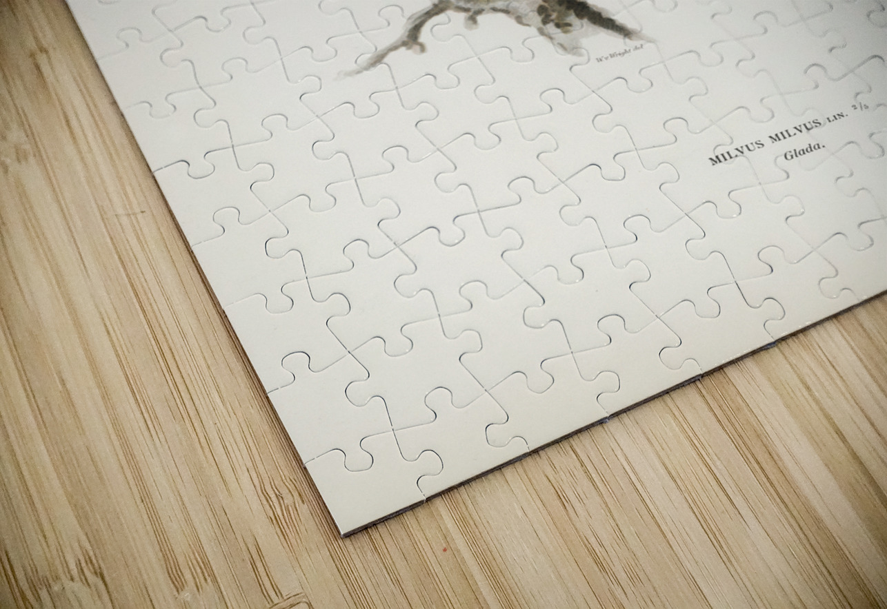 Red Kite Milvus milvus IStockHistory com Puzzle