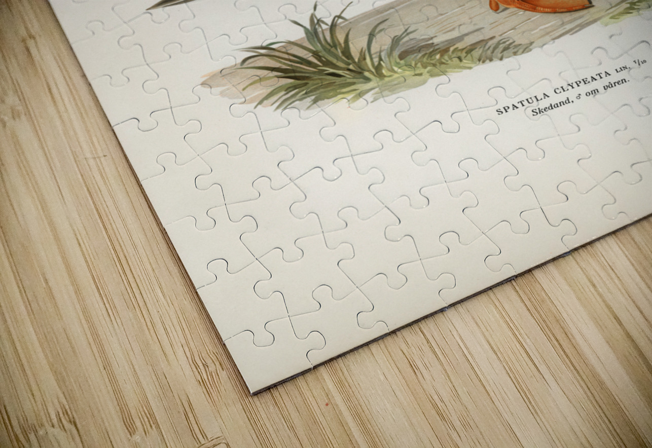 Cinnamon teal Spatula cyanoptera IStockHistory com Puzzle