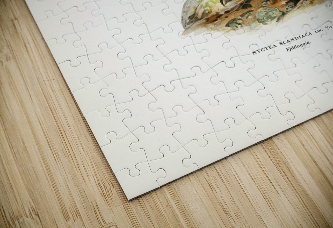 Snowy owl Nyctea Scandiaca IStockHistory com Puzzle