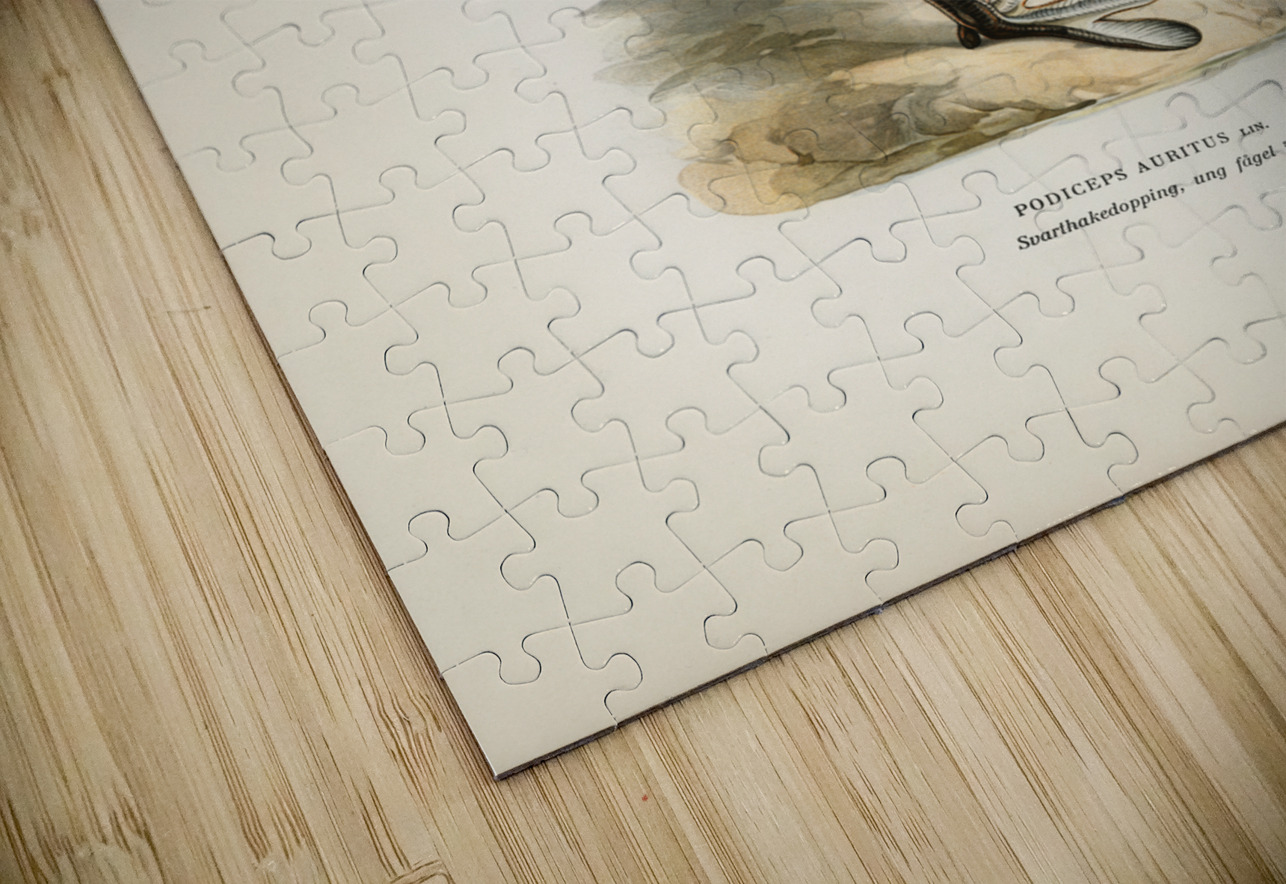 Young horned grebe Podiceps auritus IStockHistory com Puzzle