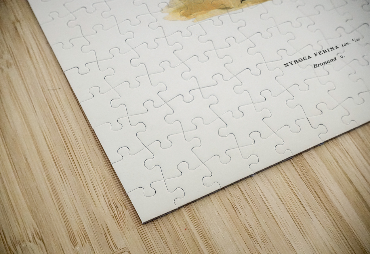 Common Pochard female Nyroca ferina IStockHistory com Puzzle