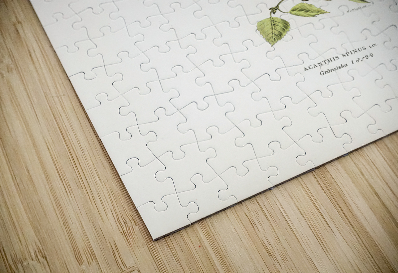 Siskin  Spinus spinus 1♂ 2♀ IStockHistory com Puzzle