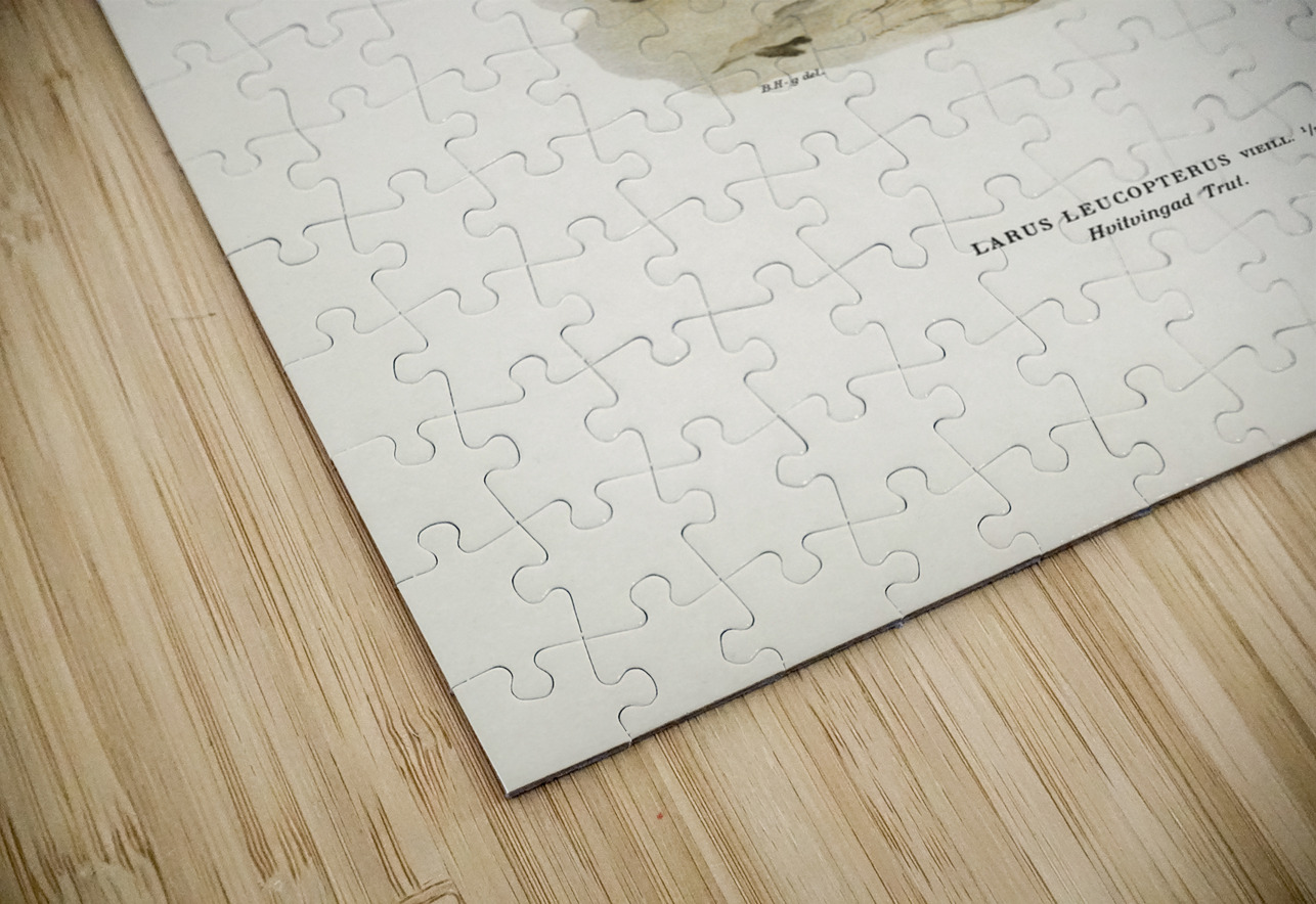 LARUS LEUCOPTERUS IStockHistory com Puzzle