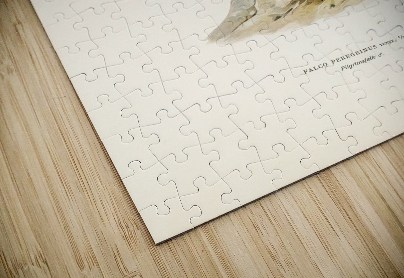 Peregrine Falcon Falco peregrinus IStockHistory com Puzzle