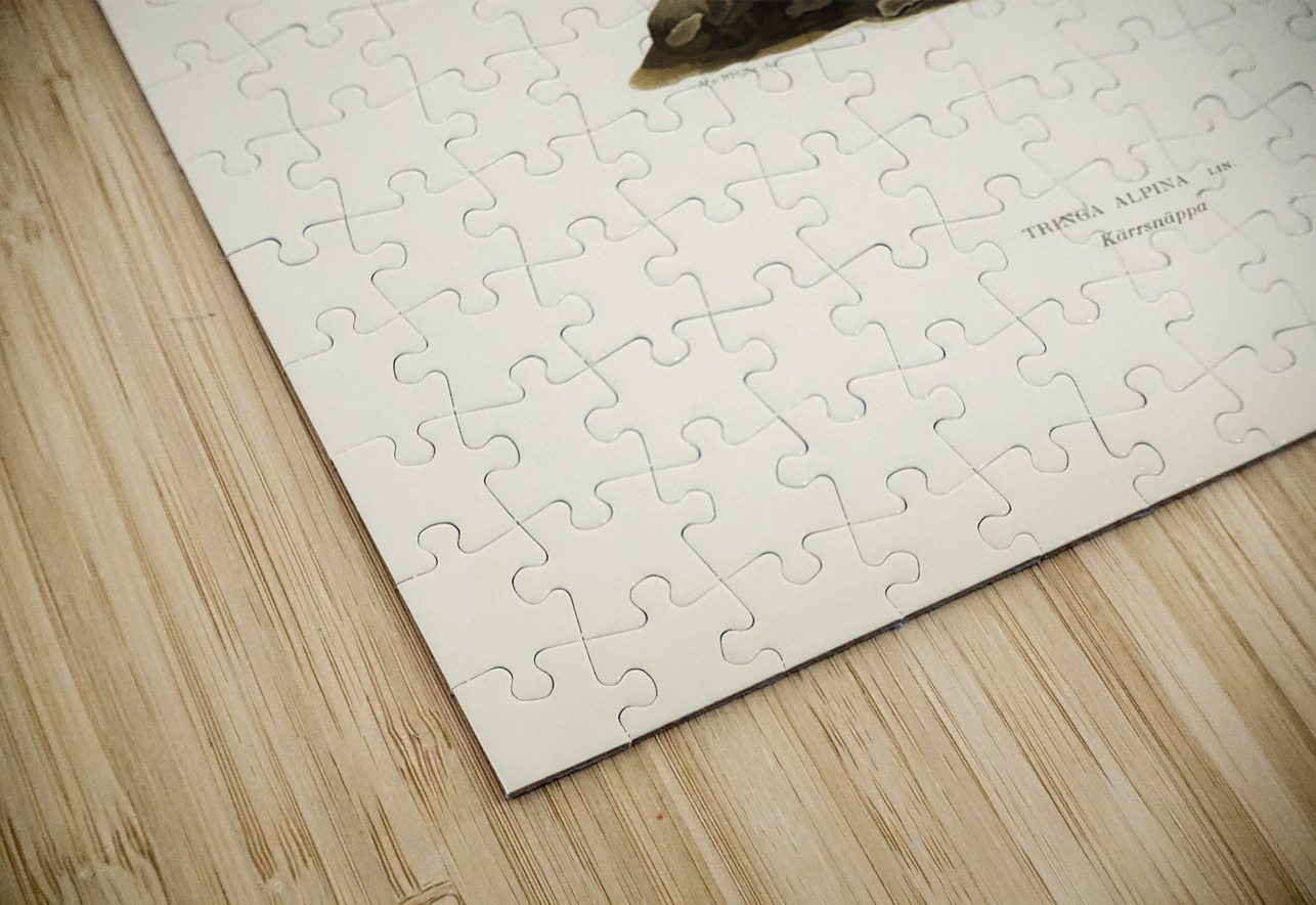 Tringa Alpina Dunlin IStockHistory com Puzzle