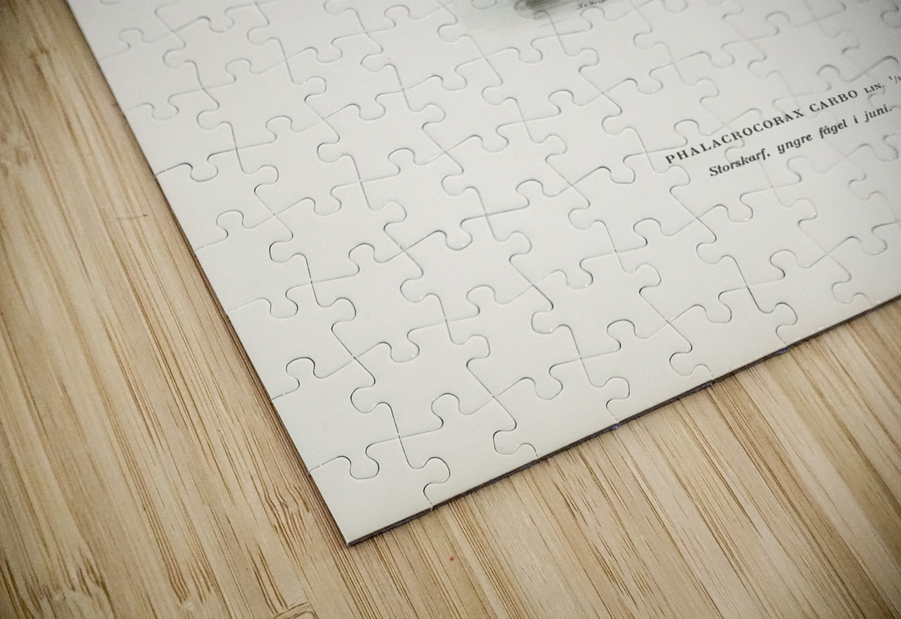 Great cormorant Phalacrocorax Carbo IStockHistory com Puzzle