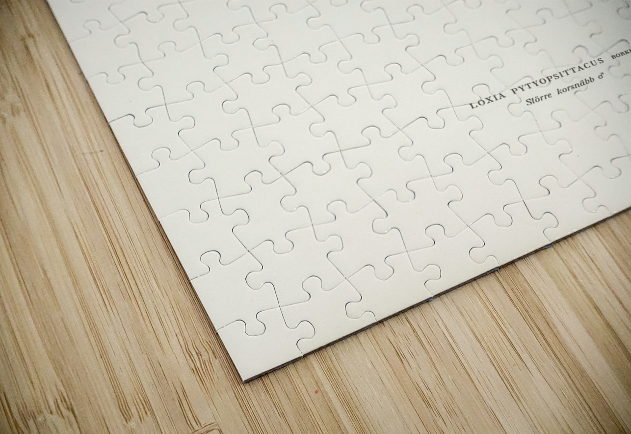 Parrot Crossbill ♂ Loxia pytyopsittacus IStockHistory com Puzzle