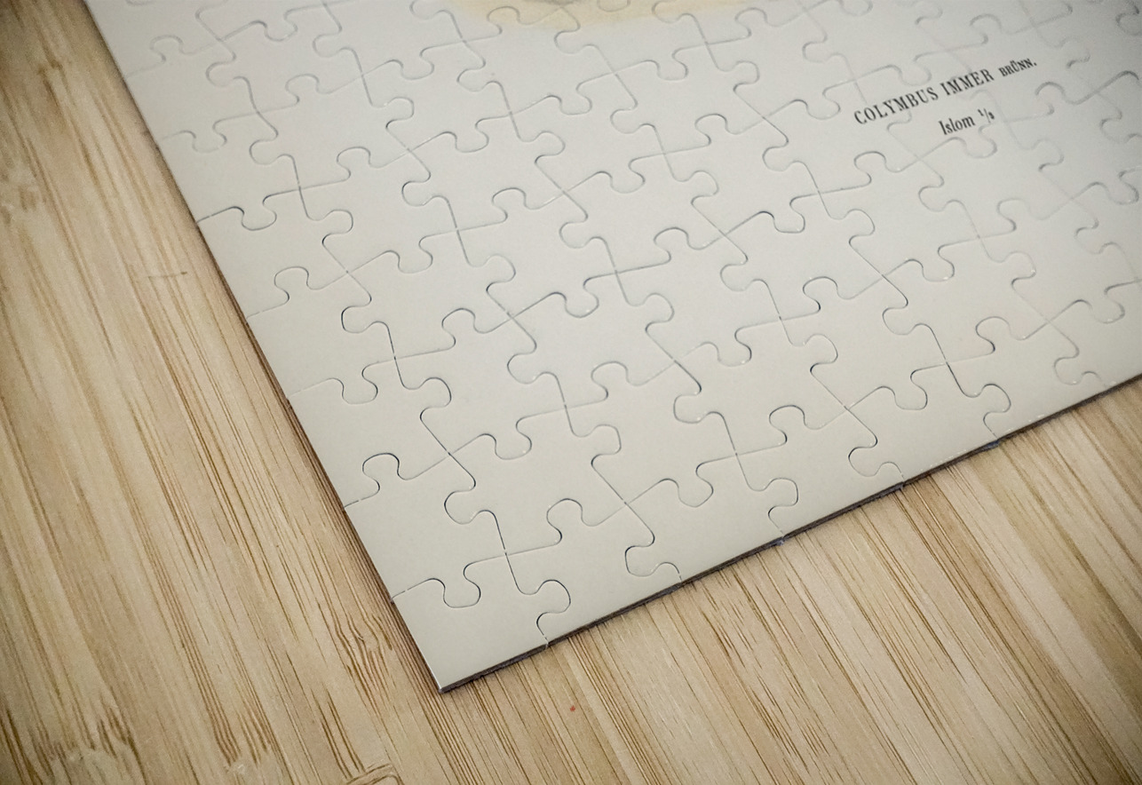 Common loon Colymbus immer IStockHistory com Puzzle