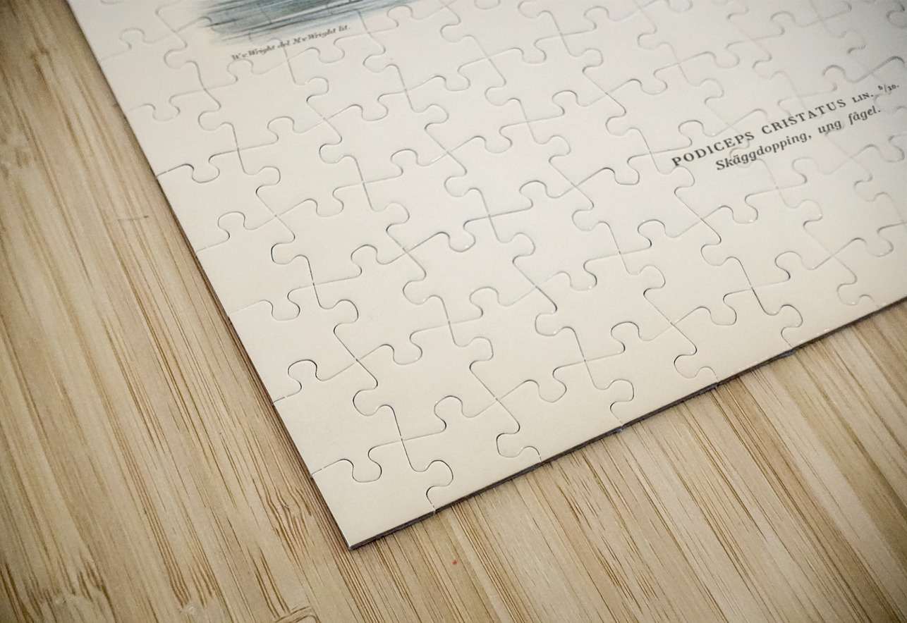 Podiceps Cristatus IStockHistory com Puzzle