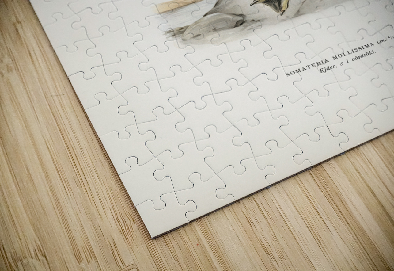 Somateria Mollissima IStockHistory com Puzzle