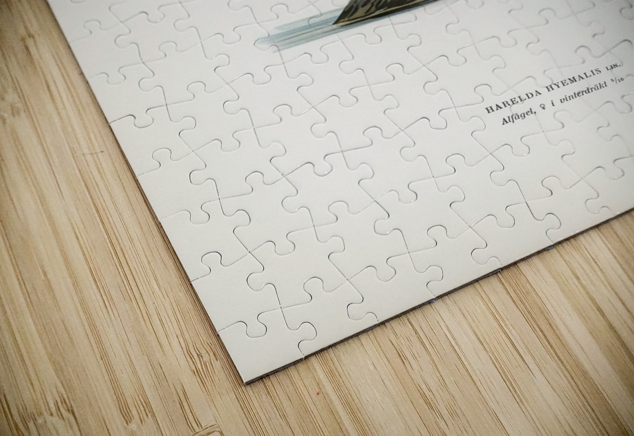 Harelda Hyemalis IStockHistory com Puzzle