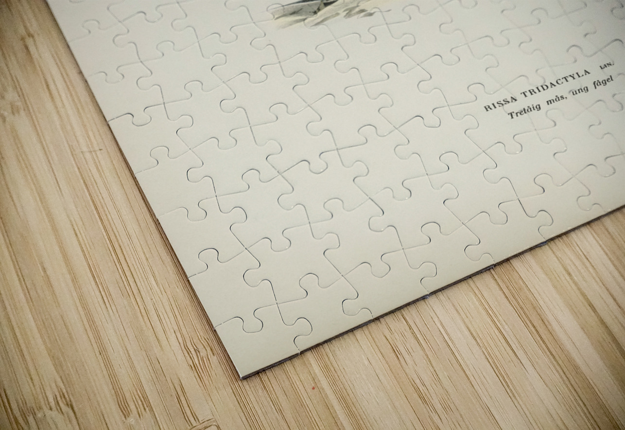 Black-legged kittiwake Rissa Tridactyla IStockHistory com Puzzle