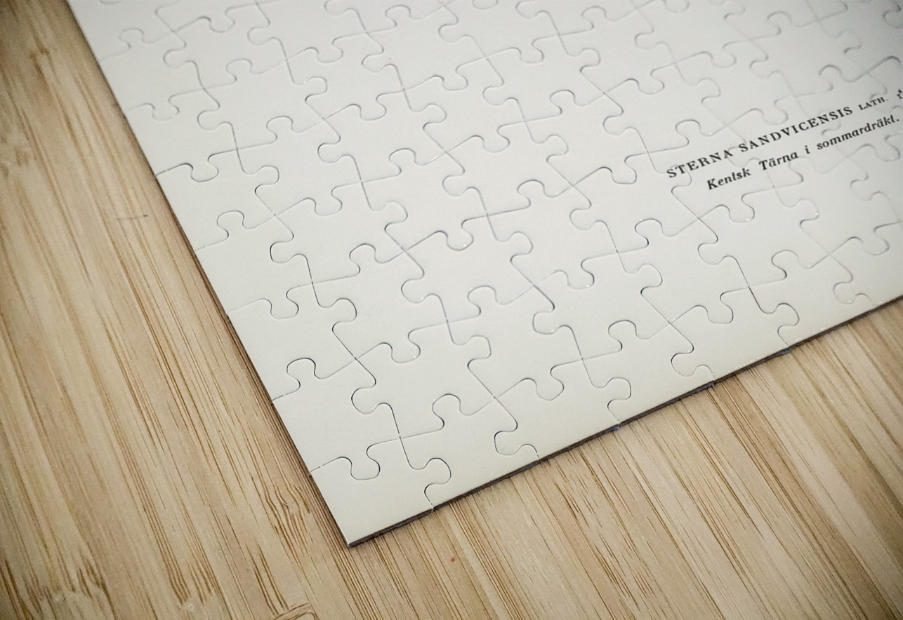 Sandwich tern Sterna sandvicensis IStockHistory com Puzzle