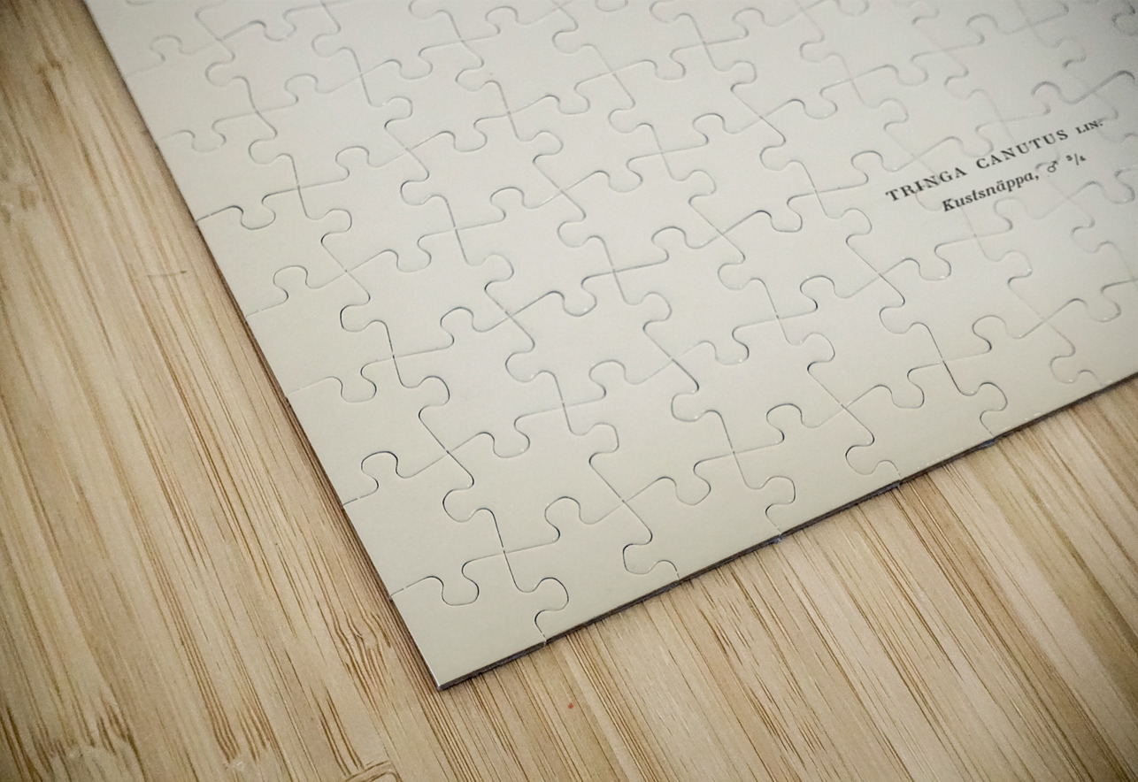 Red Knot ♂ Tringa Canutus IStockHistory com Puzzle