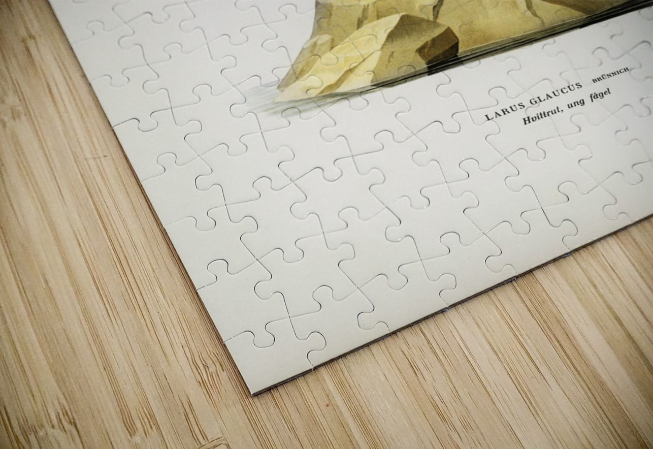 Glaucous gull Larus glaucus IStockHistory com Puzzle