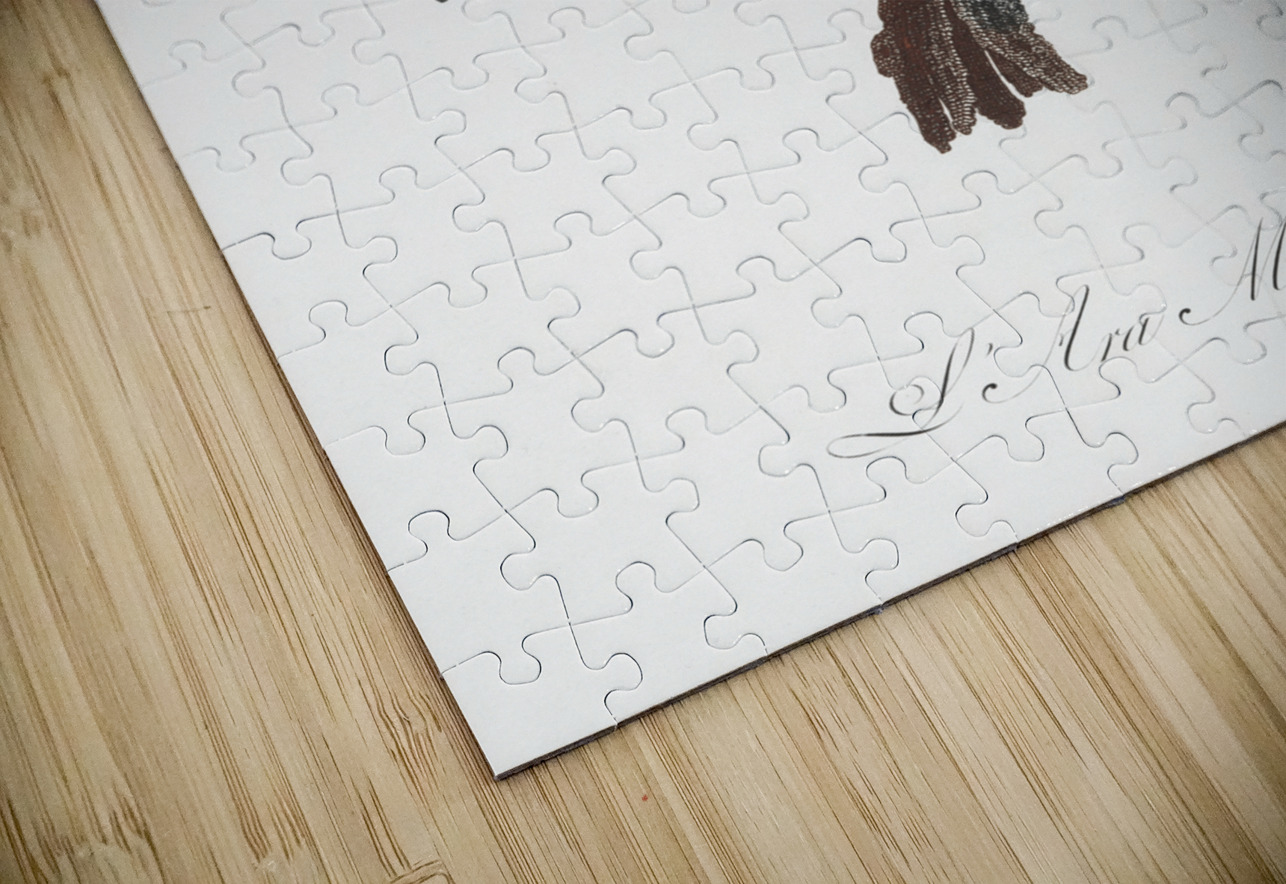 Military macaw IStockHistory com Puzzle