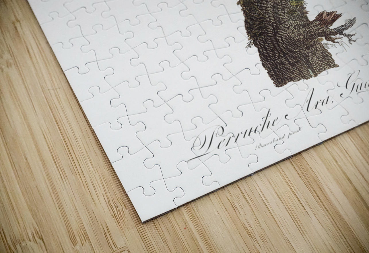 Sun parakeet  IStockHistory com Puzzle