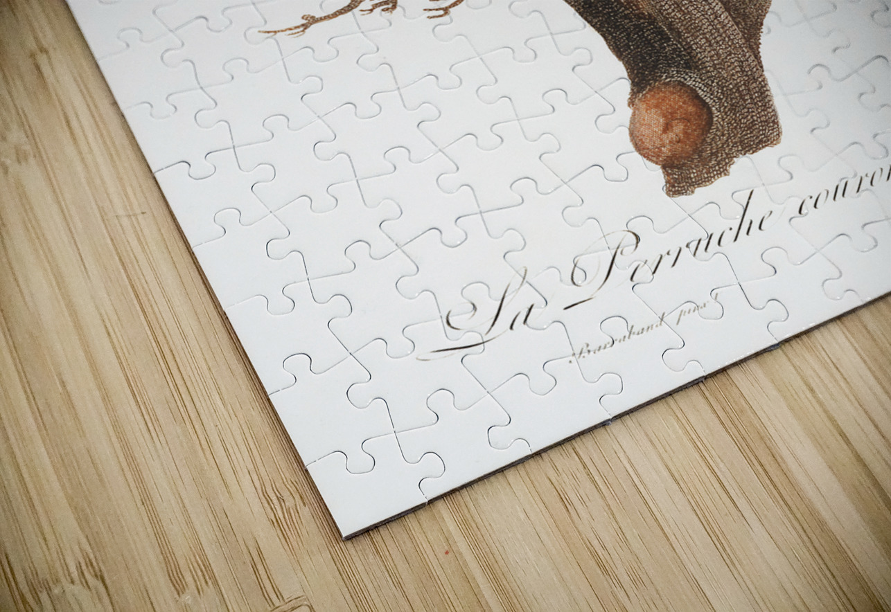 Peach-fronted conure  IStockHistory com Puzzle