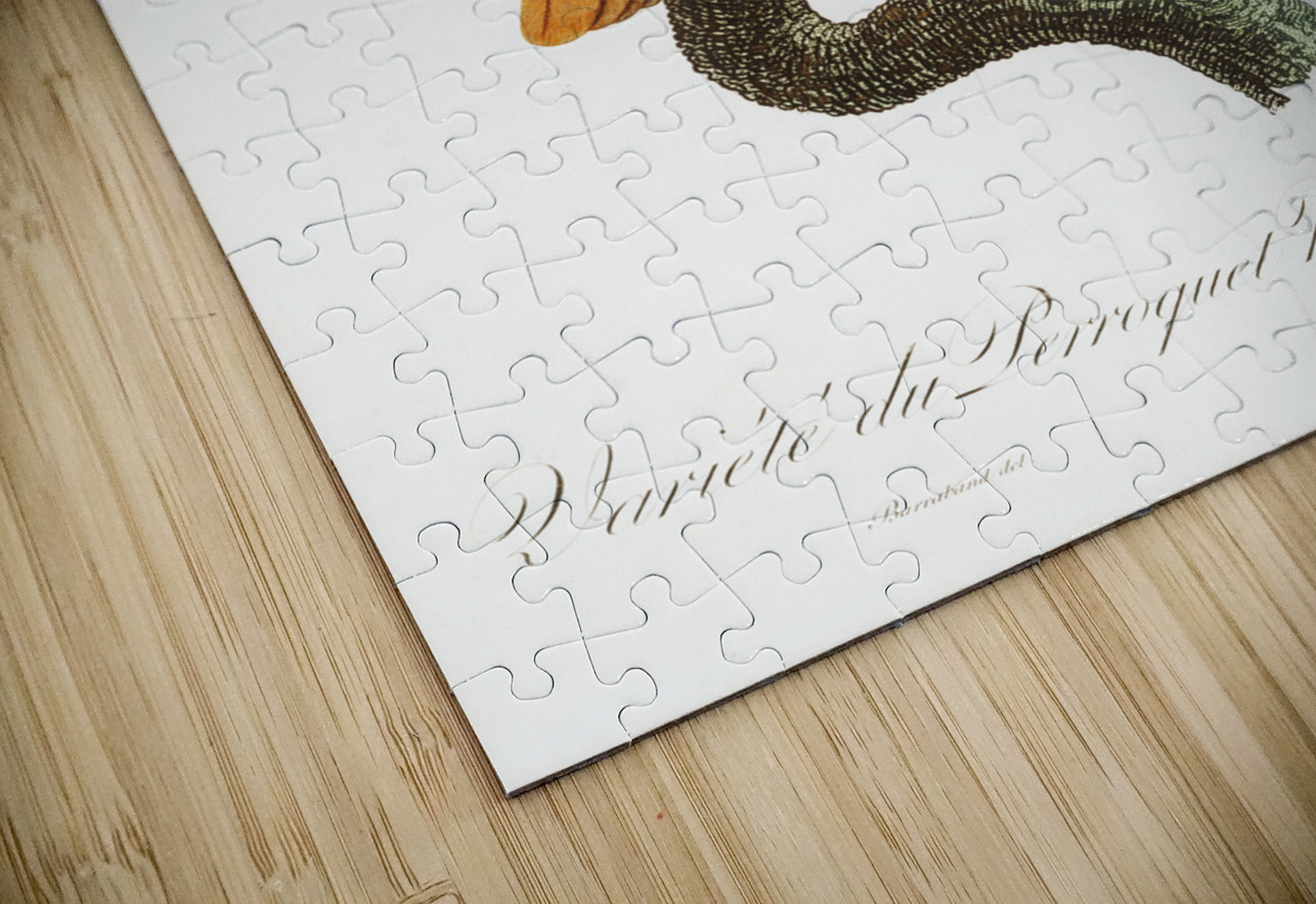 Black-headed caique  IStockHistory com Puzzle