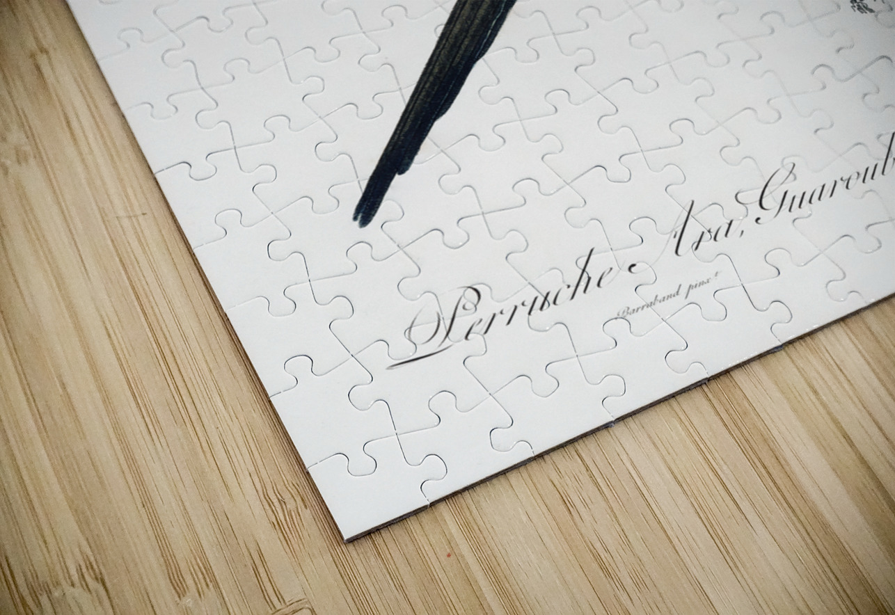 Sun parakeet  IStockHistory com Puzzle