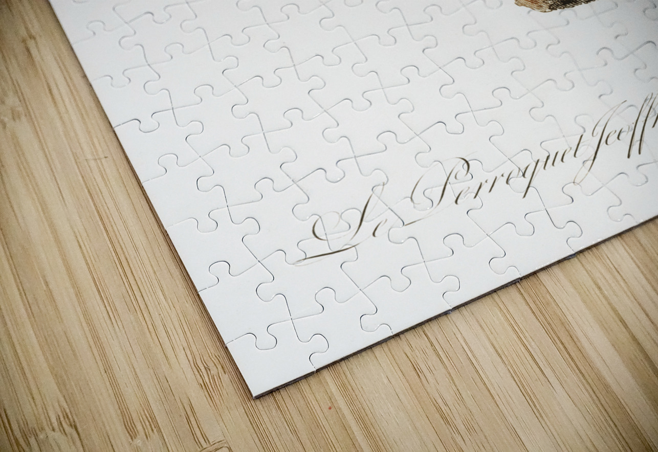 Red-cheeked parrot  IStockHistory com Puzzle