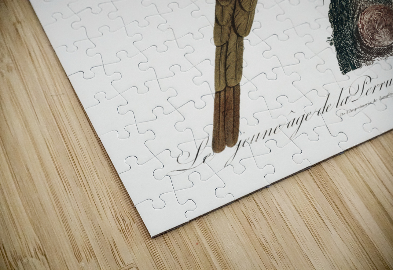 Ring-necked parakeet  IStockHistory com Puzzle