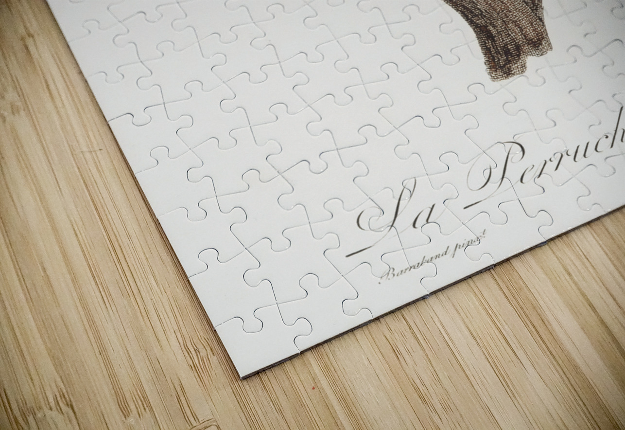 Tui parakeet  IStockHistory com Puzzle