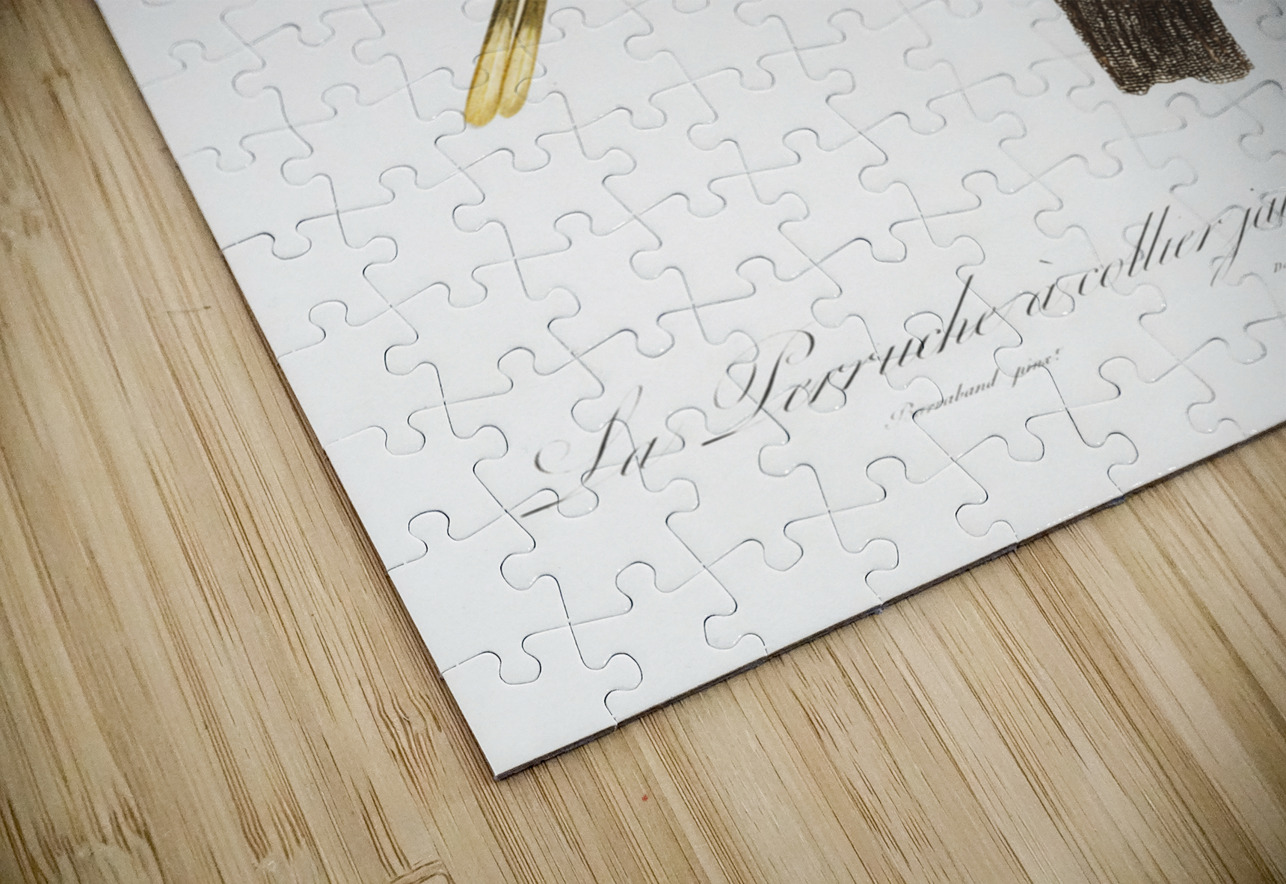 Plum-headed parakeet  IStockHistory com Puzzle