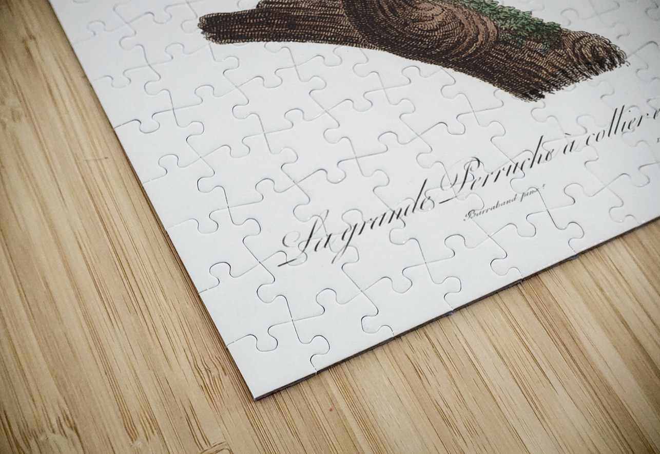 Australian king parrot  IStockHistory com Puzzle