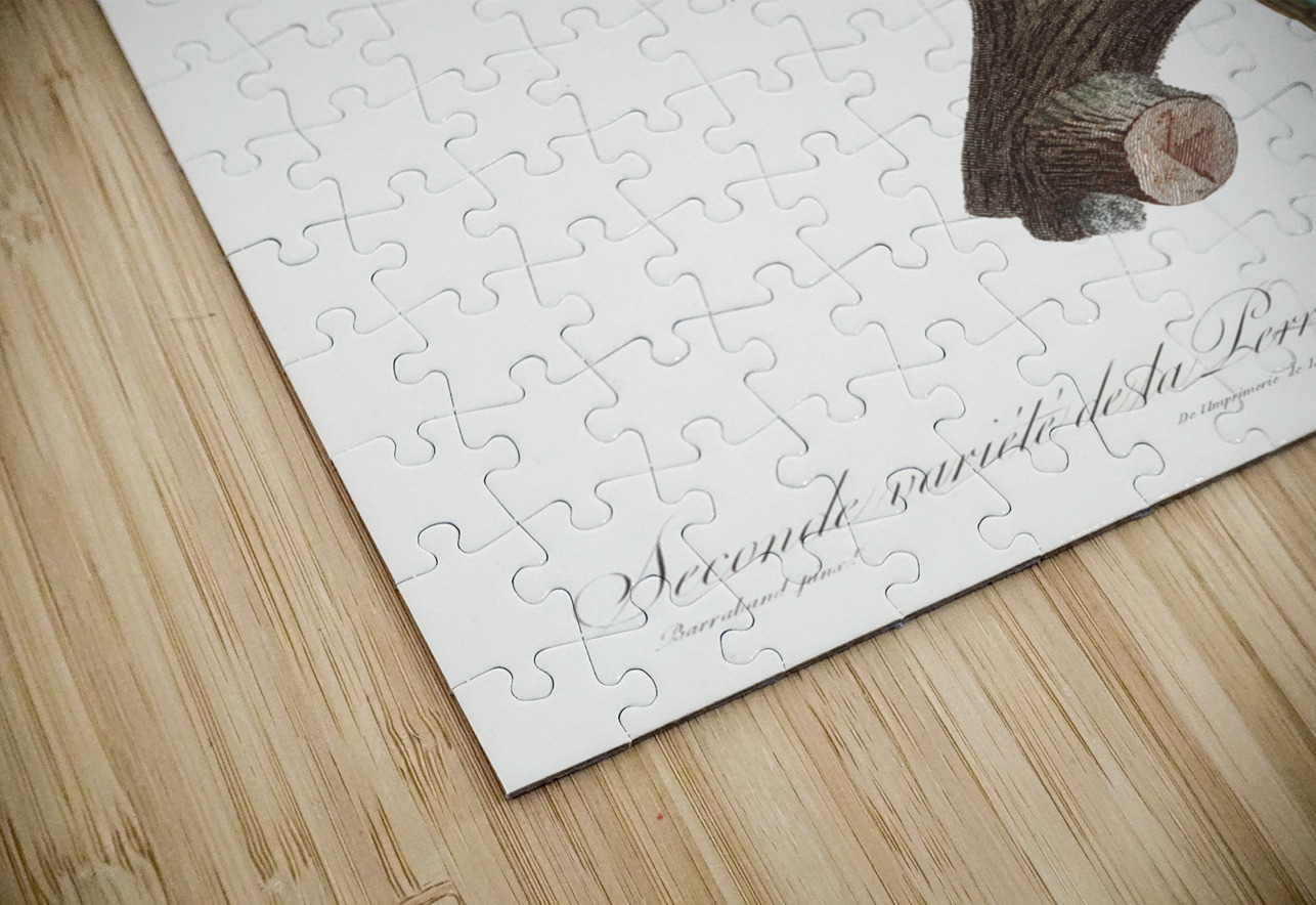 St Thomas conure  IStockHistory com Puzzle