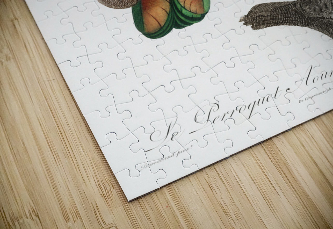 Orange-winged parrot  IStockHistory com Puzzle