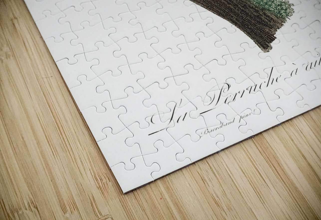 Canary-winged parakeet  IStockHistory com Puzzle