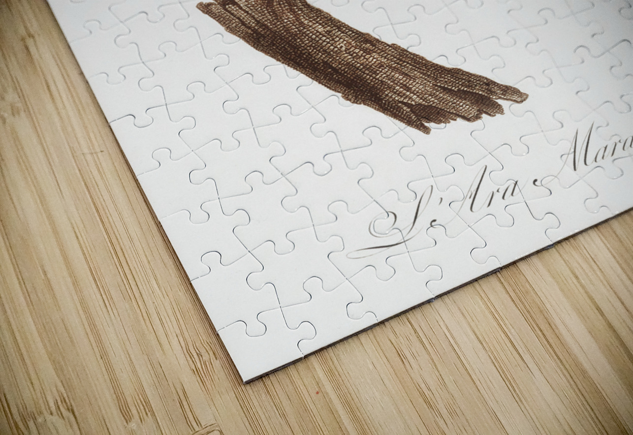 Illigers macaw  IStockHistory com Puzzle