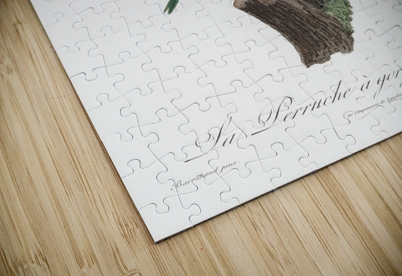 Red-throated conure  IStockHistory com Puzzle