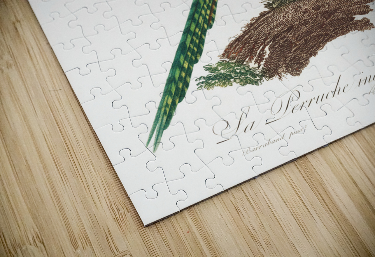 Ingambe parakeet  IStockHistory com Puzzle