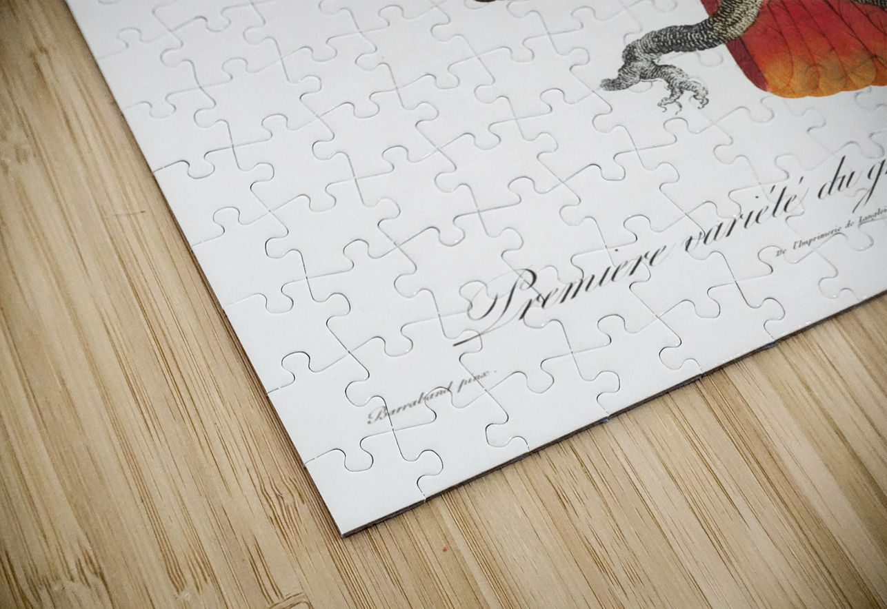 Eclectus parrot  IStockHistory com Puzzle