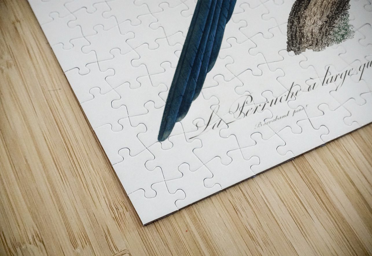 Broad-tailed parrot  IStockHistory com Puzzle