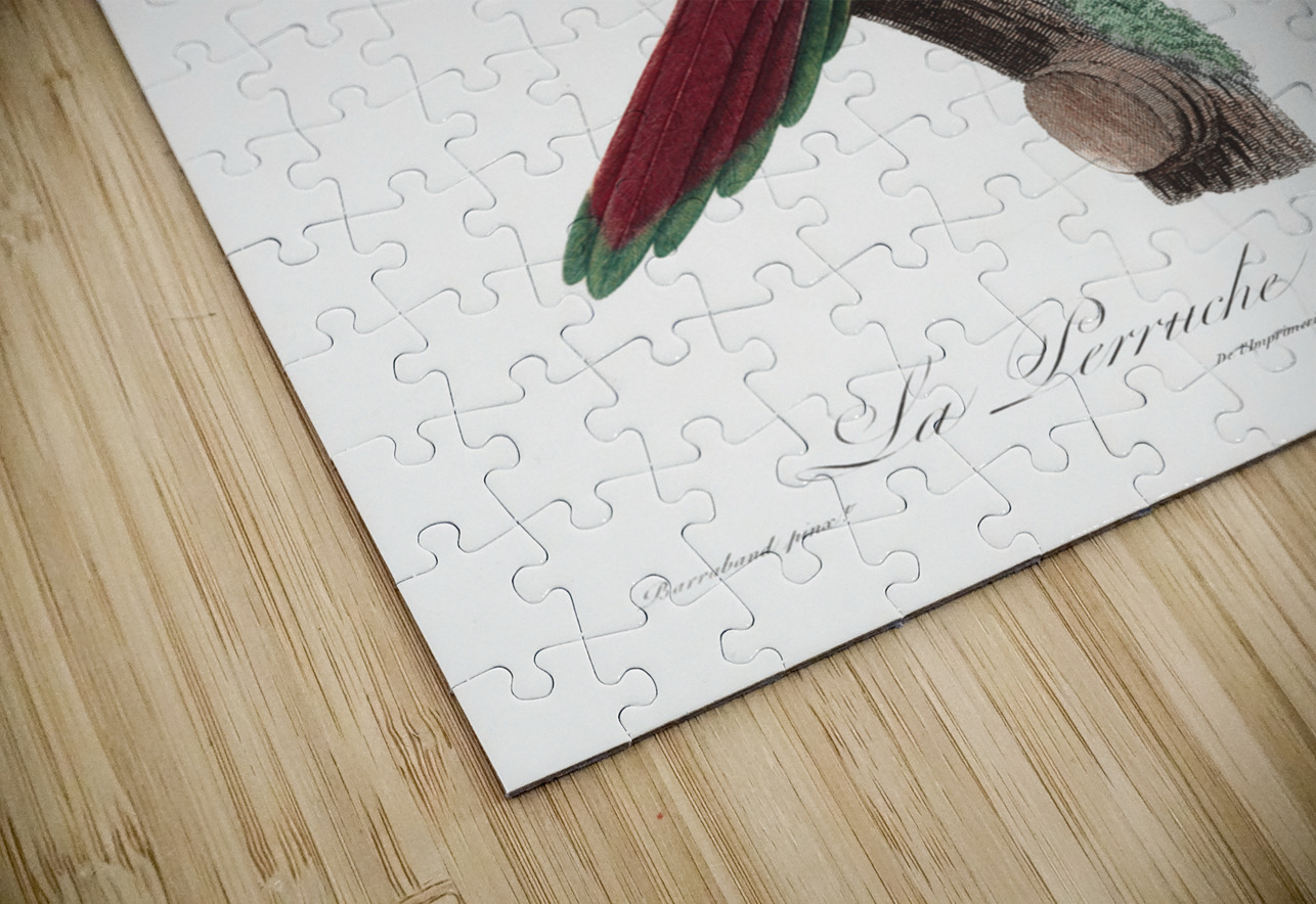 Crimson shining parrot  IStockHistory com Puzzle