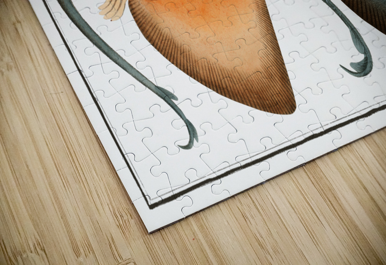 Sharp Nosed-Ray Raja Oxyrinchus IStockHistory com Puzzle