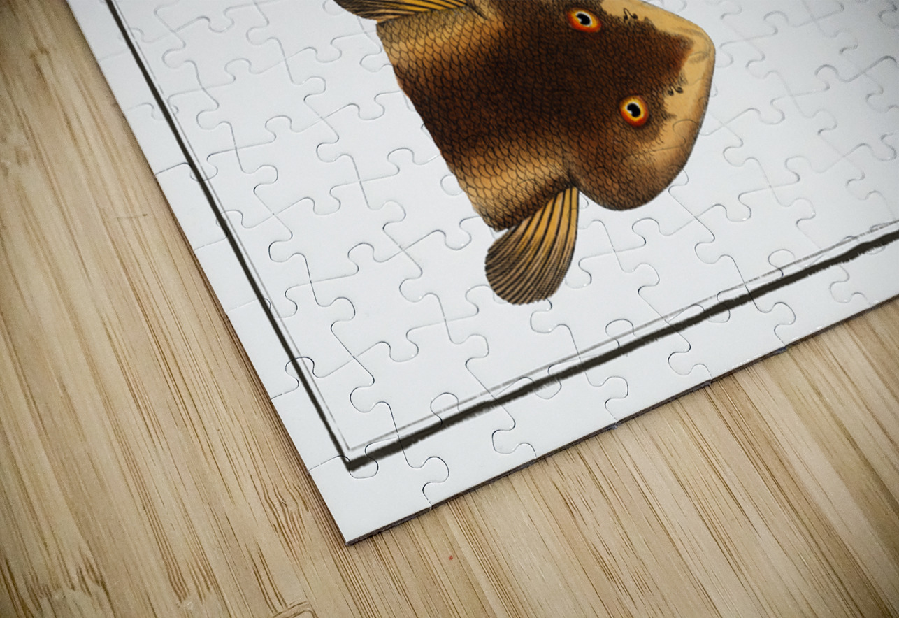 Singel Perca Zingel IStockHistory com Puzzle