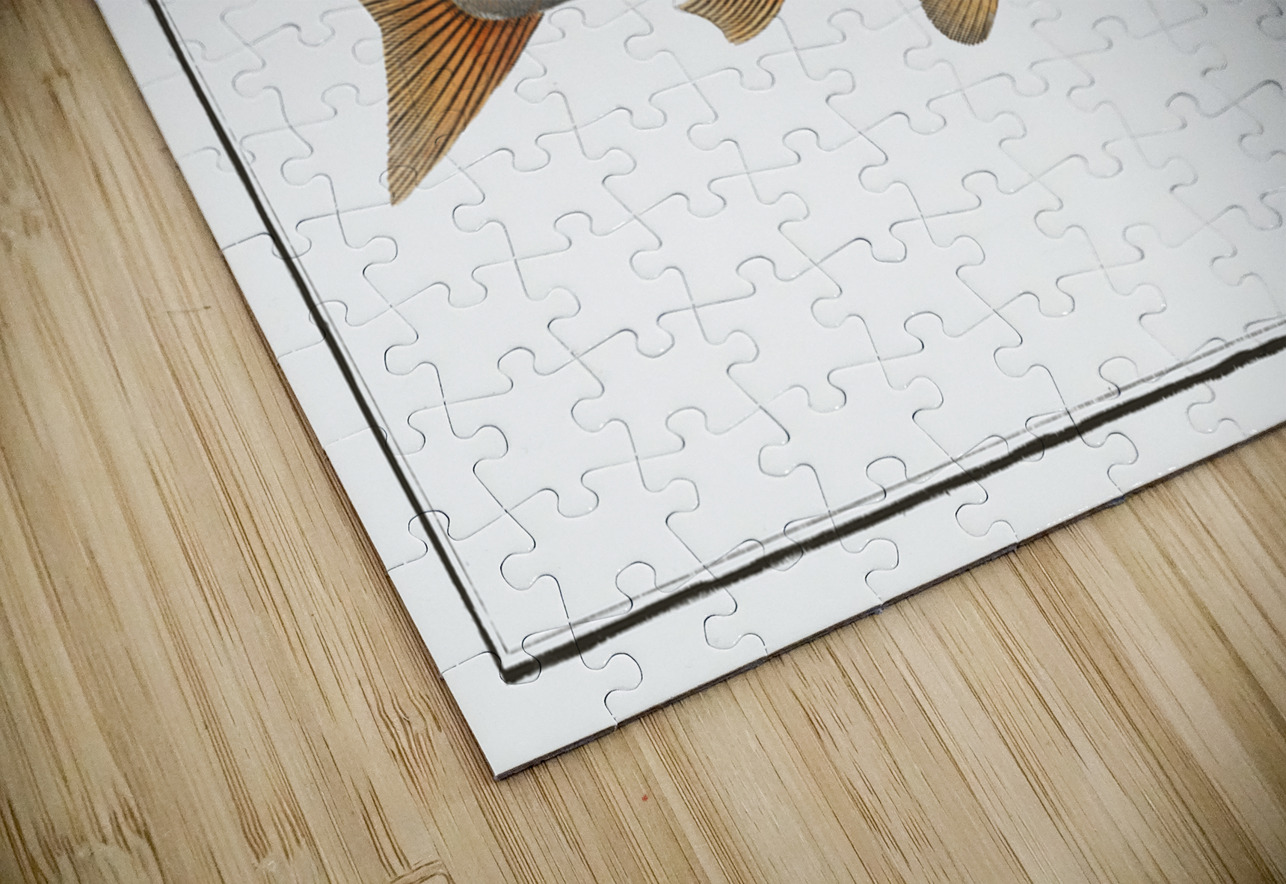 Umble Salmo Umbla IStockHistory com Puzzle