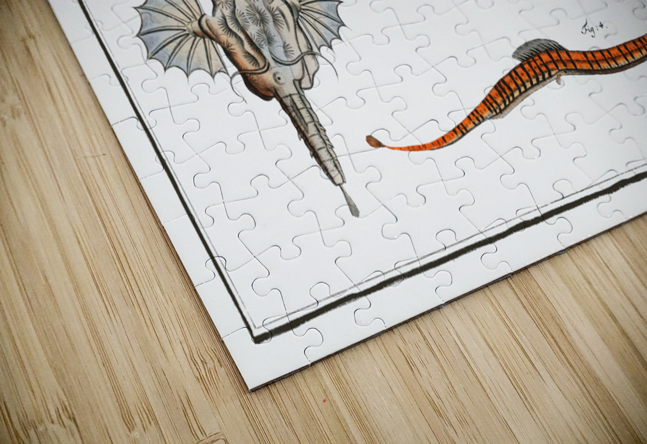 1. 2. Sea Dragon Pegasus Draconis 3. Sea-Horse Syngnathus Hippocampus 4. Sea-Pipe Syngnathus Pelagicus IStockHistory com Puzzle