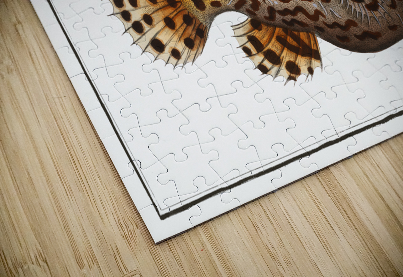 American Toad-Fish Lophius Histrio IStockHistory com Puzzle