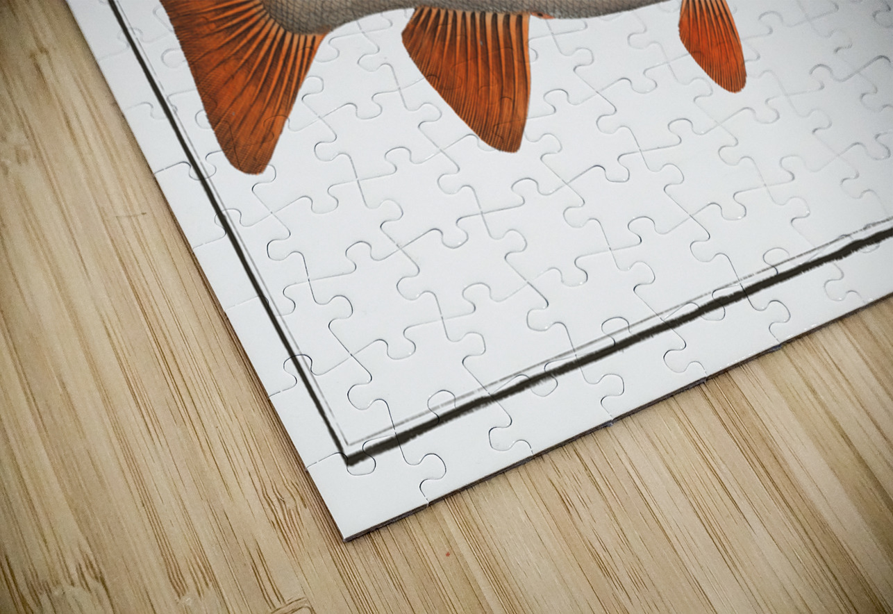 Charr Salmo Alpinus IStockHistory com Puzzle