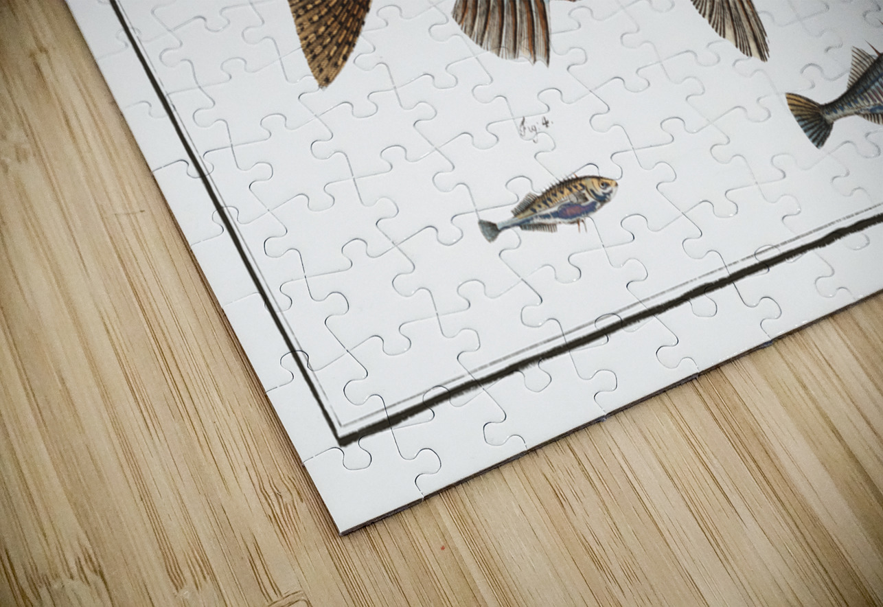 1. Fifteen-Spined Stickleback Gasterosteus Spinachia 2. Ruffe Perca Cernua 3. Stickleback Gasterosteus Aculeatus 4. lesser Stickleback Gasterosteus Pungitius IStockHistory com Puzzle